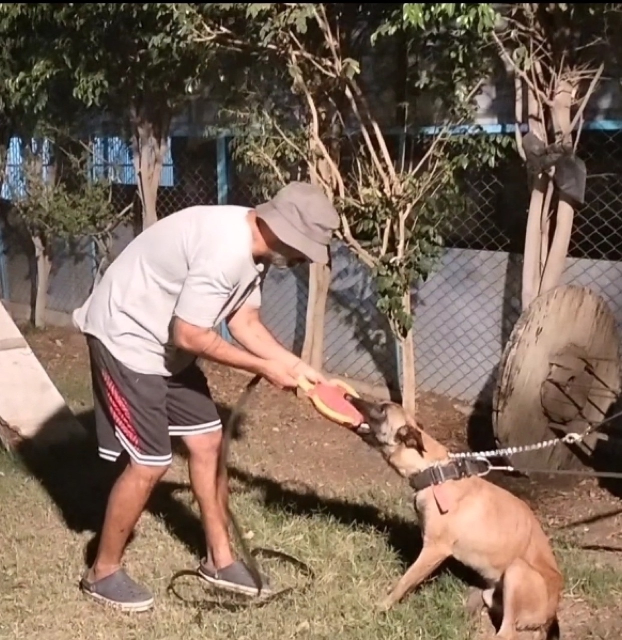 Security Dog Services - Photo 13